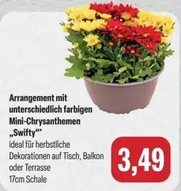 Feneberg Mini-Chrysanthemen "Swifty" Angebot