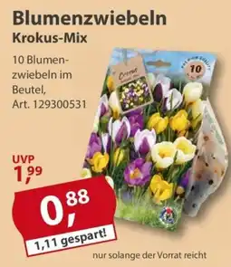Sonderpreis Baumarkt Blumenzwiebeln Krokus-Mix Angebot