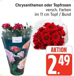 Marktkauf Chrysanthemen oder Topfrosen Angebot