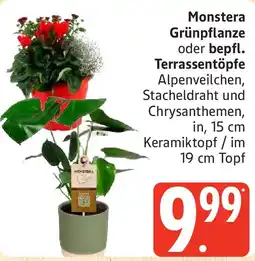 Marktkauf Monstera Grünpflanze oder bepfl. Terrassentöpfe Angebot