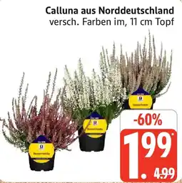 Marktkauf Calluna aus Norddeutschland Angebot