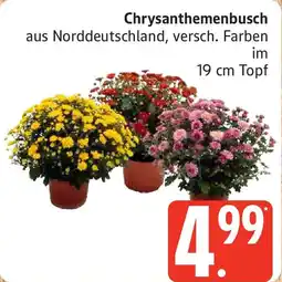 Marktkauf Chrysanthemenbusch Angebot