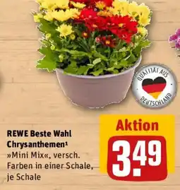 REWE REWE Beste Wahl Chrysanthemen Angebot