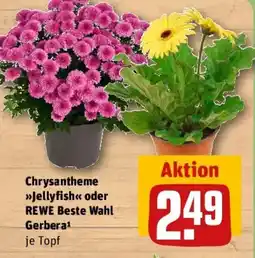 REWE Chrysantheme »Jellyfish« oder REWE Beste Wahl Gerbera Angebot