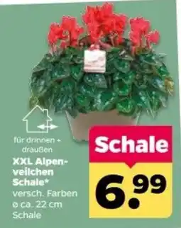 Netto XXL Alpen-veilchen Schale Angebot