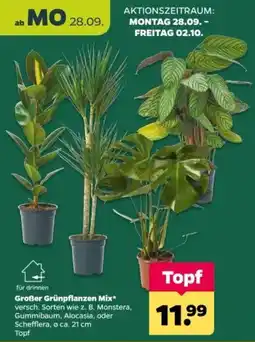 Netto Großer Grünfpflanzen Mix* Angebot