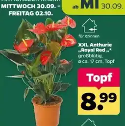 Netto XXL Anthurie „Royal Red“ Angebot