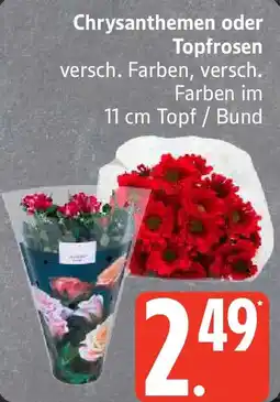 Edeka Chrysanthemen oder Topfrosen Angebot