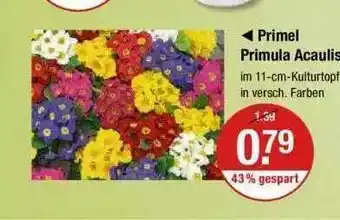 V Markt Primel Primula Acaulis Angebot