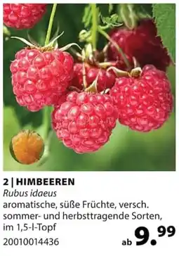 Dehner HIMBEEREN Angebot