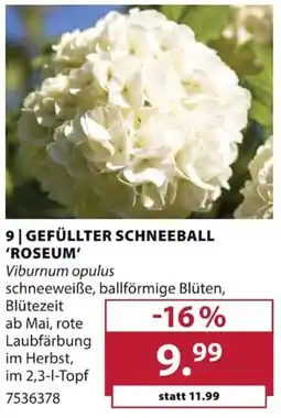 Dehner GEFÜLLTER SCHNEEBALL 'ROSEUM' Angebot