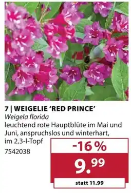 Dehner WEIGELIE 'RED PRINCE' Angebot