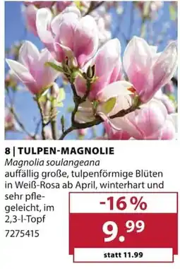 Dehner TULPEN-MAGNOLIE Magnolia soulangeana Angebot