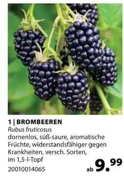 Dehner BROMBEEREN Angebot