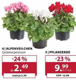 Dehner ALPENVEILCHEN Cyclame persicum Angebot