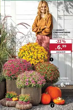 Dehner HERBST-CHRYSTANTHEME Chrysanthemum multiflora Angebot