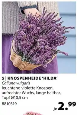 Dehner KNOSPENHEIDE 'HILDA' Angebot