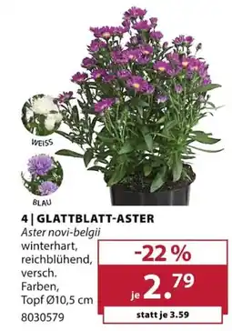 Dehner GLATTBLATT-ASTER Angebot