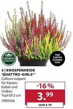 Dehner Dehner KNOSPENHEIDE 'QUATTRO-GIRLS®' Angebot