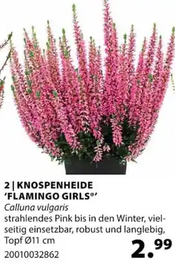 Dehner KNOSPENHEIDE 'FLAMINGO GIRLS®' Angebot