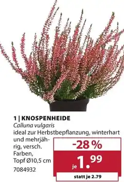 Dehner KNOSPENHEIDE Calluna vulgaris Angebot