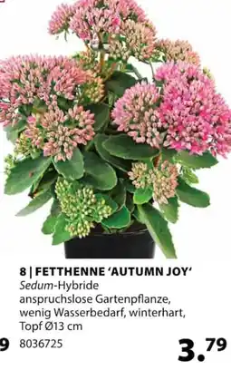 Dehner FETTHENNE 'AUTUMN JOY' Angebot