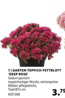 Dehner GARTEN-TEPPICH-FETTBLATT 'DEEP ROSE' Angebot