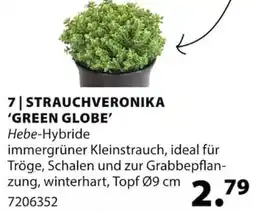 Dehner Strauchveronika 'green globe' Angebot