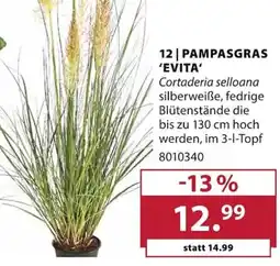 Dehner Pampasgras 'evita' Angebot
