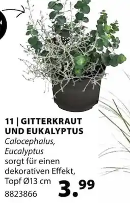 Dehner Gitterkraut und eukalyptus Angebot