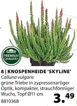Dehner Knospenheide 'skyline' Angebot