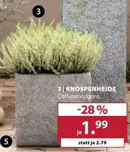 Dehner Knospenheide Angebot