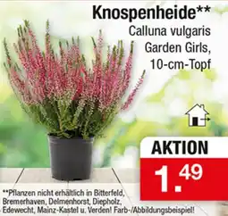 Zimmermann Knospenheide** Calluna vulgaris Garden Girls, 10-cm-Topf Angebot