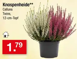 Zimmermann Knospenheide** Calluna Twins Angebot