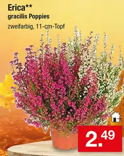 Zimmermann Erica** gracilis Poppies Angebot