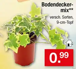 Zimmermann Bodendecker-mix** Angebot