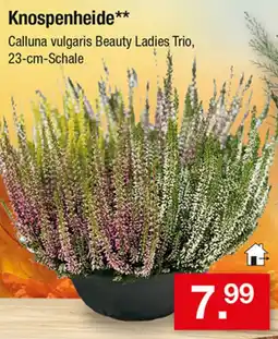 Zimmermann Knospenheide** Calluna vulgaris Beauty Ladies Trio Angebot
