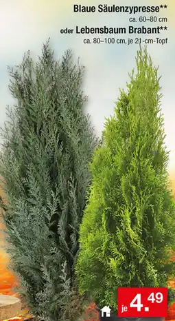 Zimmermann Blaue Säulenzyresse oder Lebensbaum Brabant Angebot