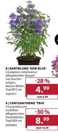 Dehner BARTBLUME 'KEW BLUE' Angebot