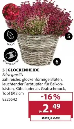 Dehner GLOCKENHEIDE Erica gracilis Angebot
