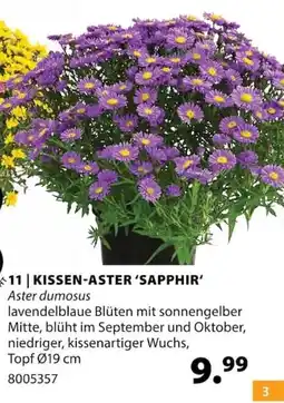 Dehner KISSEN-ASTER 'SAPPHIR' Angebot