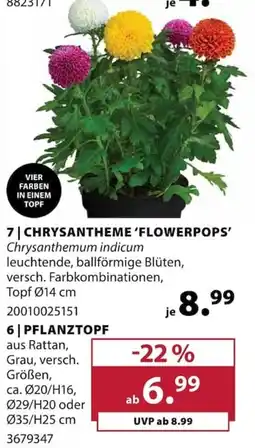 Dehner CHRYsantheme 'FLOWERPOPS' Angebot