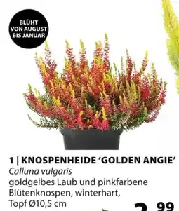 Dehner KNOSPENHEIDE 'GOLDEN ANGIE' Angebot