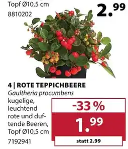 Dehner ROTE TEPPICHBEERE Gaultheria procumbens Angebot