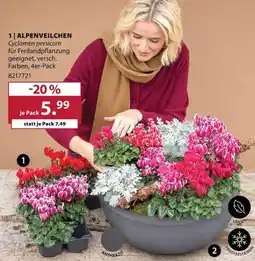 Dehner ALPENVEILCHEN Cyclamen persicum Angebot