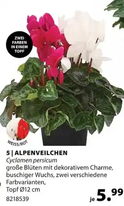 Dehner ALPENVEILCHEN Angebot