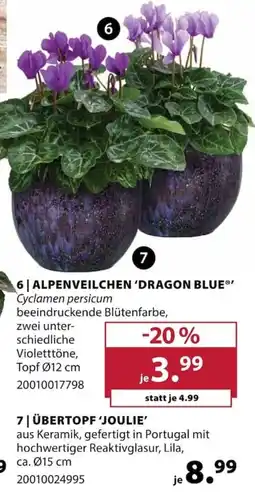 Dehner ALPENVEILCHEN 'DRAGON BLUE®' Angebot