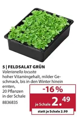 Dehner FELDSALAT GRÜN Angebot
