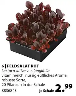 Dehner FELDSALAT ROT Angebot