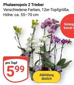 Globus Phalaenopsis 2 Trieber Angebot